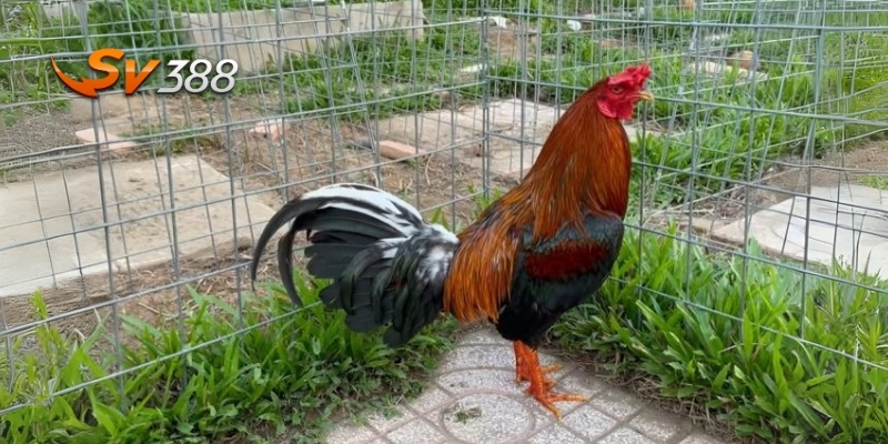 Đặc điểm nổi bật của gà chọi chợ Lách